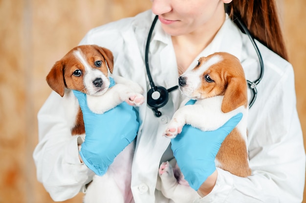 Jack Russell puppies are held by veterinarian before examination. Animal clinic. Pet examination and vaccination. Healthcare.