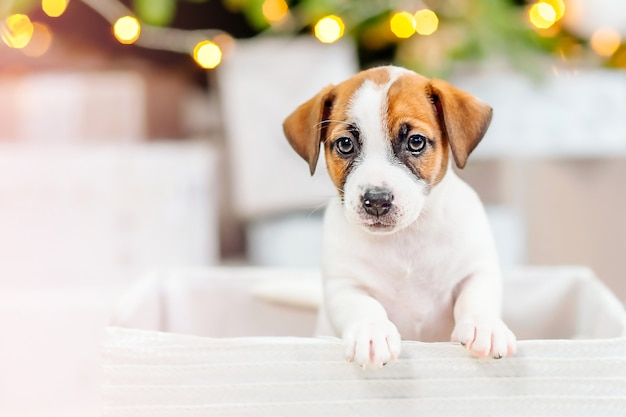 Jack russell puppy peeking out of the box against the background of christmas lights