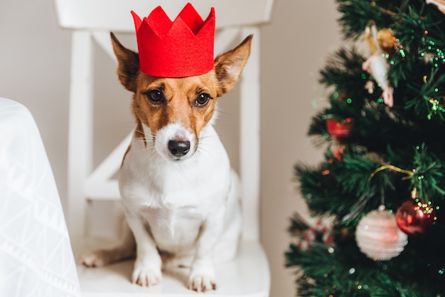 Jack russell, small dog in red paper crown, sits near decorated Christmas tree