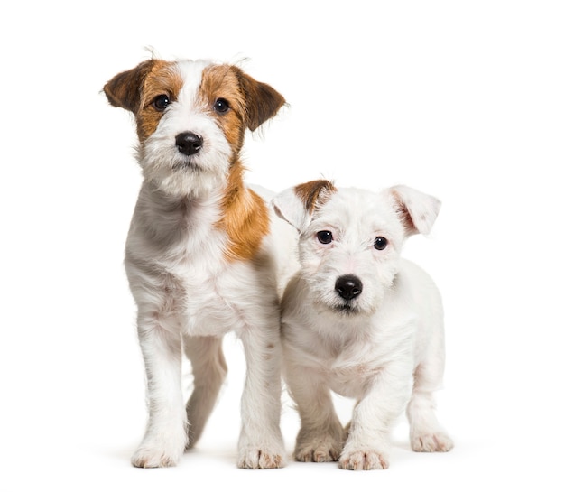 Jack Russell Terrier, 3 months old, in front of white background