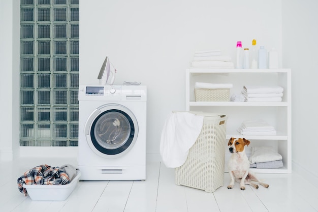 Jack russell terrier in bathroom with mashing machine basket with laundry shelf with folded linen and bottles with detergent white walls