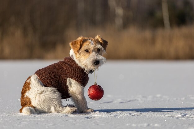 Jack Russell Terrier in a brown knitted sweater is holding a toy red ball in its mouth Dog in the snow against the backdrop of the forest