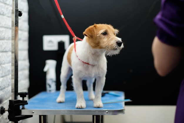 Jack Russell terrier dog after trimming in an animal salon