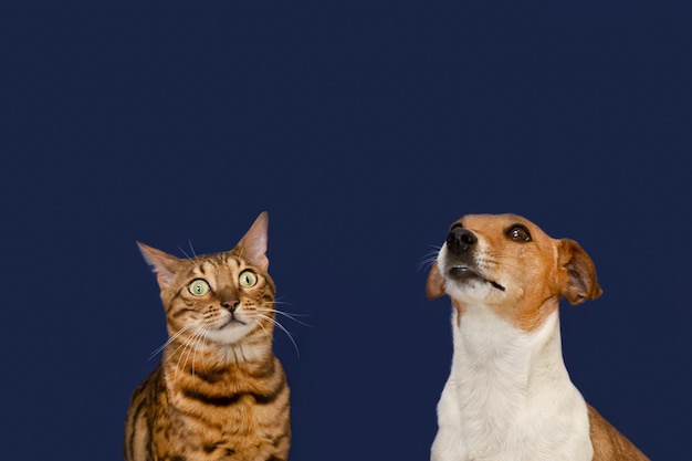 Jack Russell Terrier dog and Bengal cat on a blue background Pets Thoroughbred cat and dog