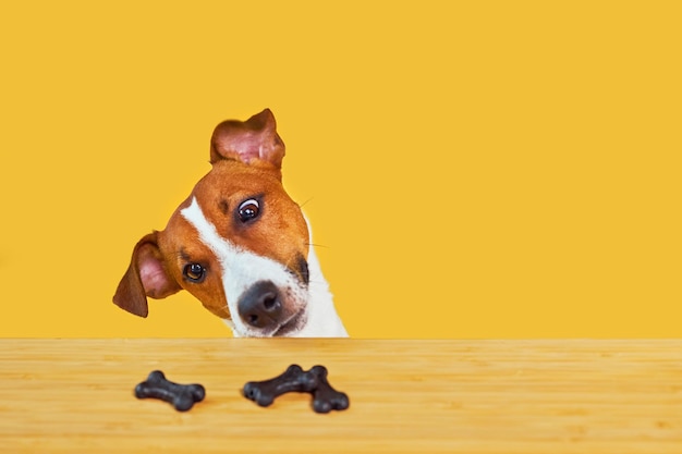 Jack Russell terrier dog eat meal from a table