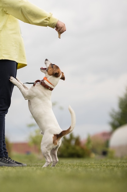 Jack Russell Terrier dog jumps into the air and plays with the owner