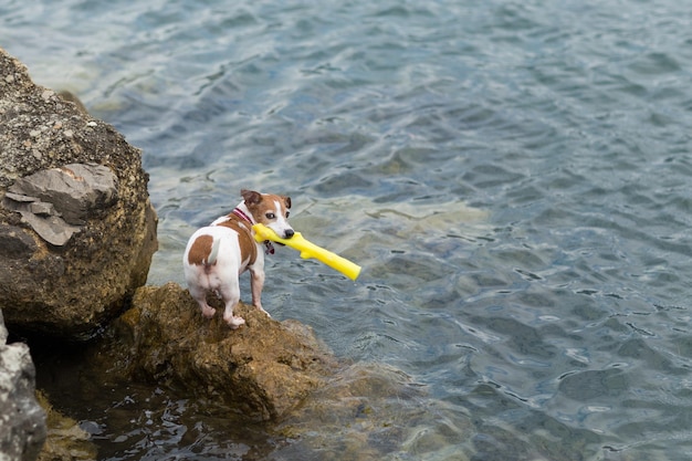 Jack russell terrier dog keeps the toy in the mouth and looks right Dog on a beach