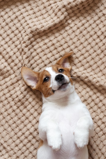 Jack Russell Terrier dog lies on the bed and looks at the camera