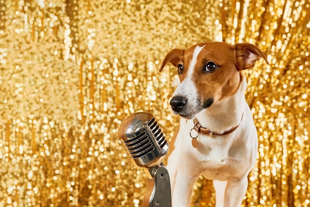 Jack russell terrier dog and professional microphone