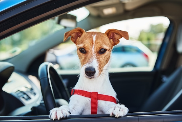 Jack russell terrier dog sits in the car on driver sit. Trip with a dog