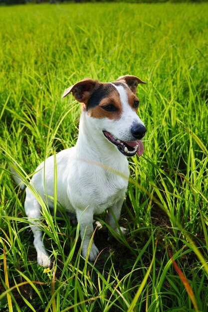 Jack Russell Terrier dog sits in the tall green grass on a sunny day