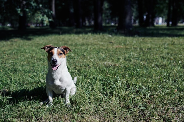 Jack Russell Terrier dog sitting on the green grass in the park