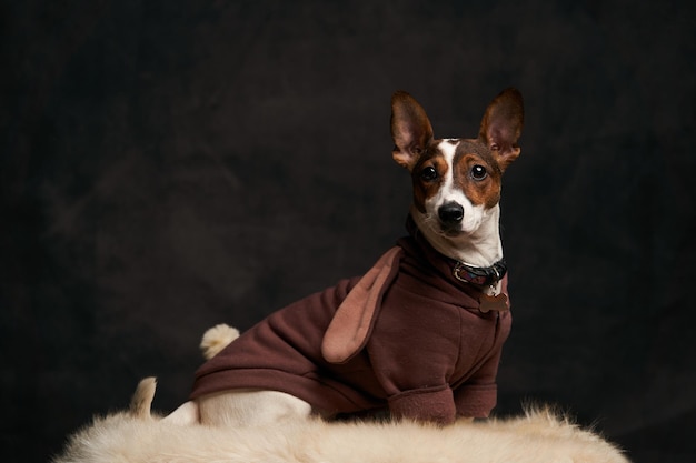 Jack Russell Terrier dog sitting on white fur. Portrait of Jack Russell Terrier on dark background