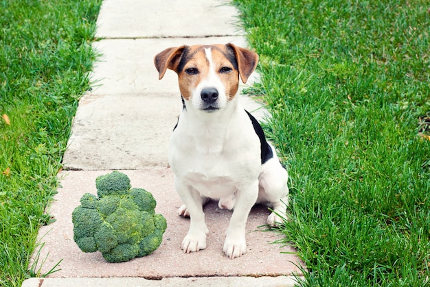 Jack russell Terrier Dog sitting with broccoli outdoor