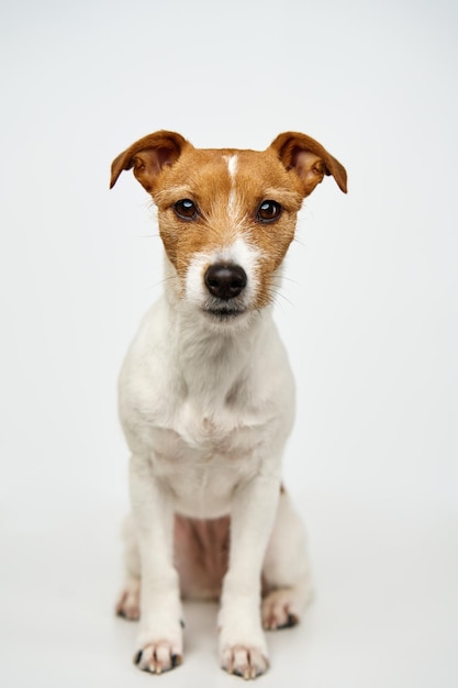 Jack russell terrier dog on white background Funny pet