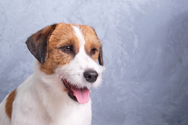 Jack Russell Terrier dog white-brown color muzzle and eyes close-up on a wall of plaster.