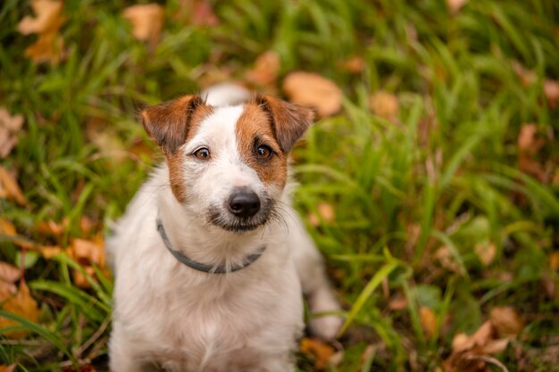 Jack russell terrier dog with a lot of yellow and red autumn leaves around. Dog walk in the park on the fall