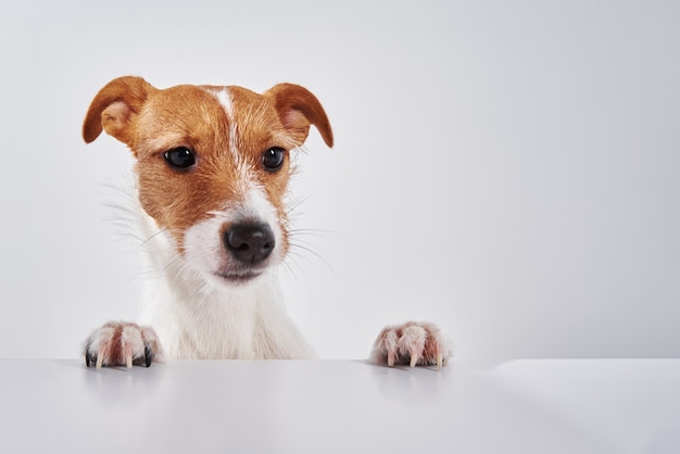 Jack Russell terrier dog with paws on the table. Portrait of cute dog