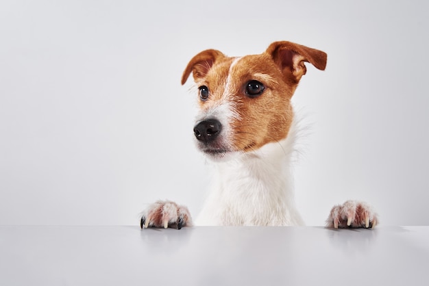 Jack Russell terrier dog with paws on the table. Portrait of cute dog