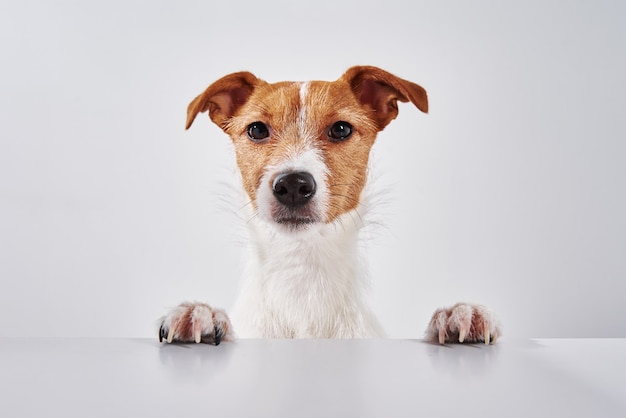 Jack Russell terrier dog with paws on the table