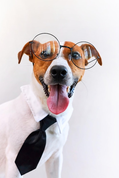 Jack russell terrier dog with tie on white background copy space