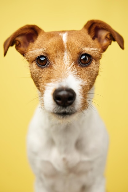 Jack russell terrier dog on yellow background Funny pet