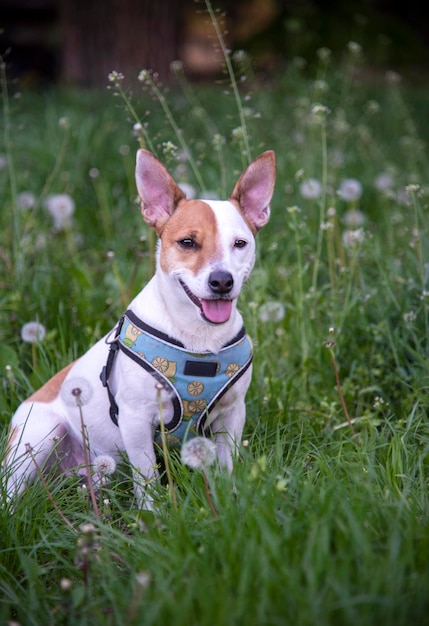 Jack Russell terrier on the grass