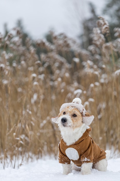 Jack Russell Terrier in a hat with earflaps and a brown jacket sits in a thicket of reeds in winter Snowing Blur for inscription