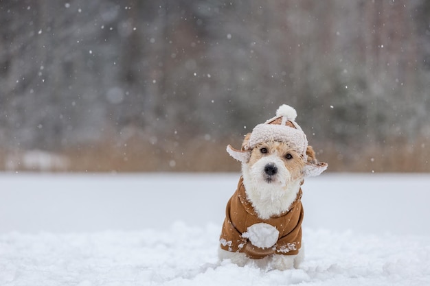 Jack Russell Terrier in a hat with earflaps and a brown jacket sits in a thicket of reeds in winter Snowing Blur for inscription