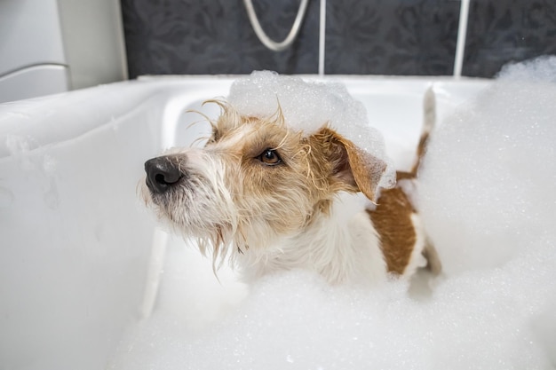 Jack Russell Terrier is sitting in the bathroom Dog in soap foam and shampoos Washing and grooming procedure