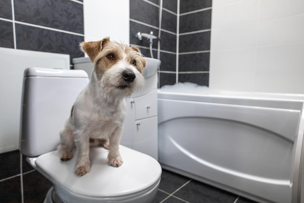 Jack Russell Terrier is sitting in the bathroom on a white toilet