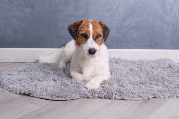 A jack Russell terrier lies on a grey rug.