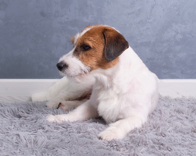 A Jack Russell Terrier lies on a grey rug