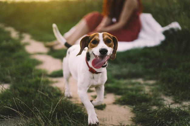 Jack Russell Terrier plays on grass closeup The concept of animals