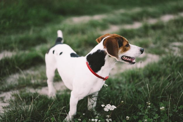 Jack Russell Terrier plays on grass closeup The concept of animals