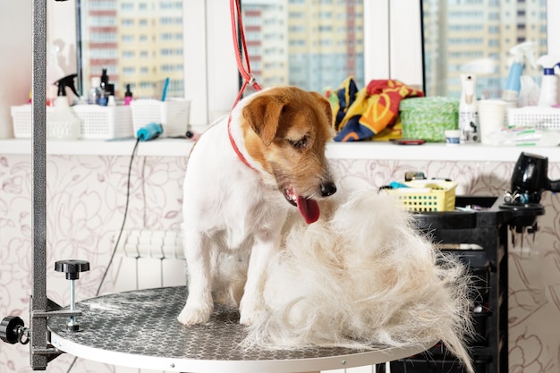 Jack Russell terrier next to a plucked pile of wool hair after trimming on the grooming table