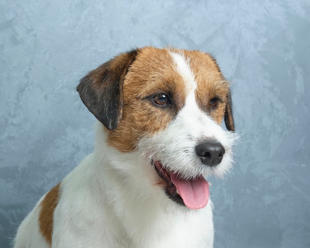 Jack russell terrier portrait close up on gray wall.