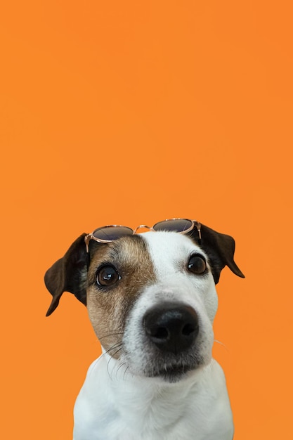 Jack Russell terrier Portrait Funny purebred dog on an orange background