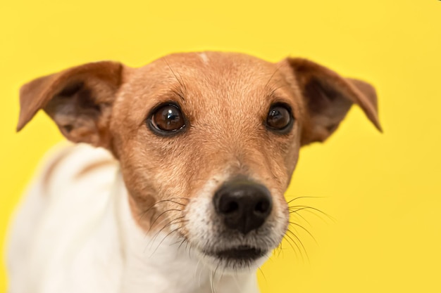 Jack Russell Terrier Portrait Thoroughbred dog on a yellow background Pets