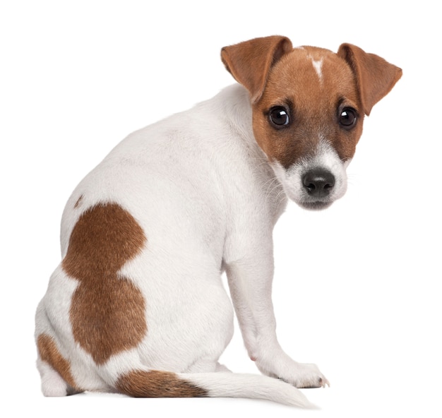 Jack Russell Terrier puppy, 3 months old, sitting