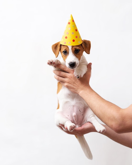 Jack Russell Terrier puppy 4 months old with a yellow paper hat Puppy dog celebrating birthday with a paper hat isolated on a white background