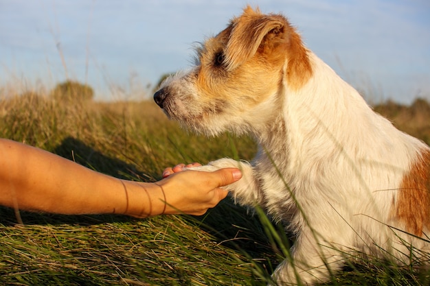 Jack Russell Terrier puppy gives a paw to a man on command