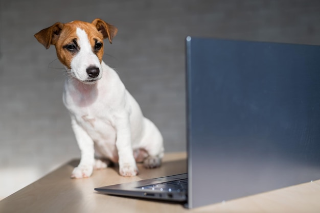 Jack Russell Terrier puppy is sitting in front of a laptop A small smart dog is working on a laptop computer