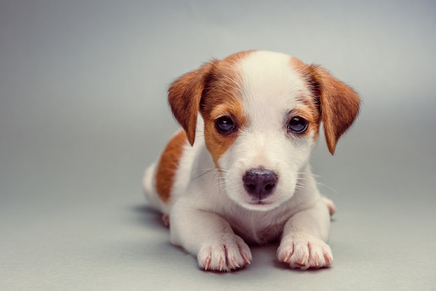 Jack Russell Terrier puppy lying down