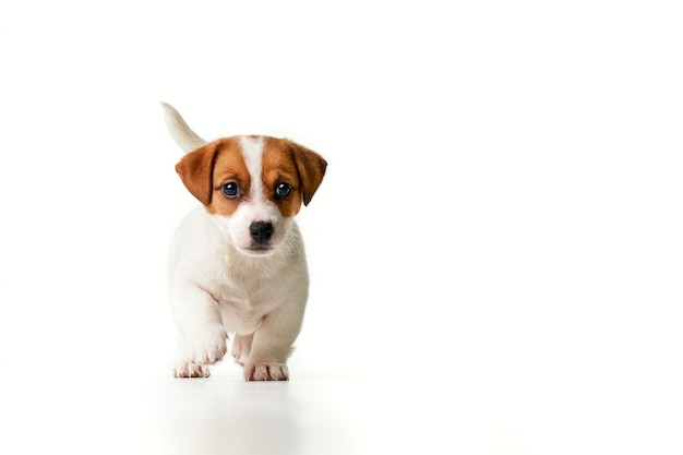 Jack Russell Terrier puppy walking and looking to the camera