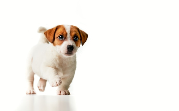 Jack Russell Terrier puppy walking and looking to the right