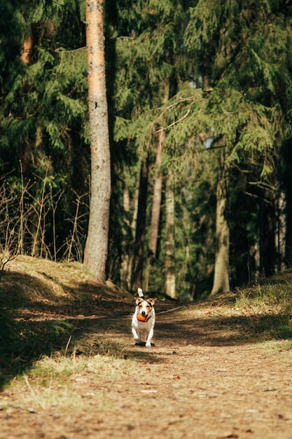 Jack Russell Terrier r walking in the park