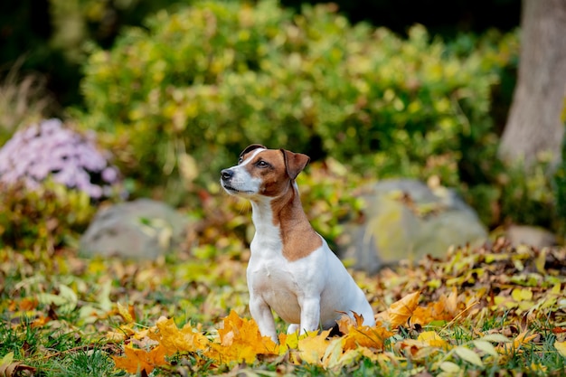 Jack Russell Terrier sitting on a leaves in autumn garden