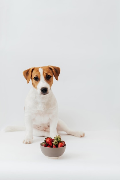 Jack Russell Terrier six months old sitting near the plate with strawberries on white background