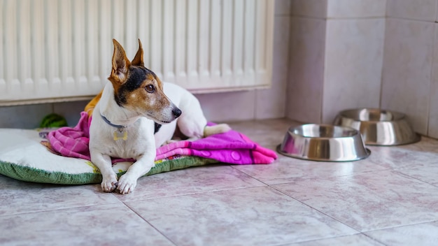 Jack Russell Terrier small dog that is lying on his bed next to the radiator and looking curiously at the window